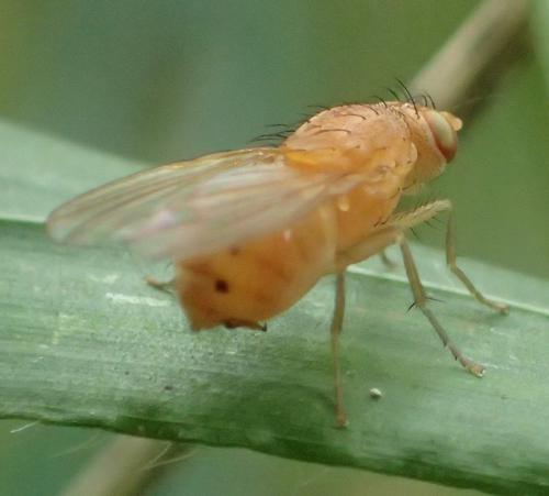 Sapromyzosoma laevatrispina